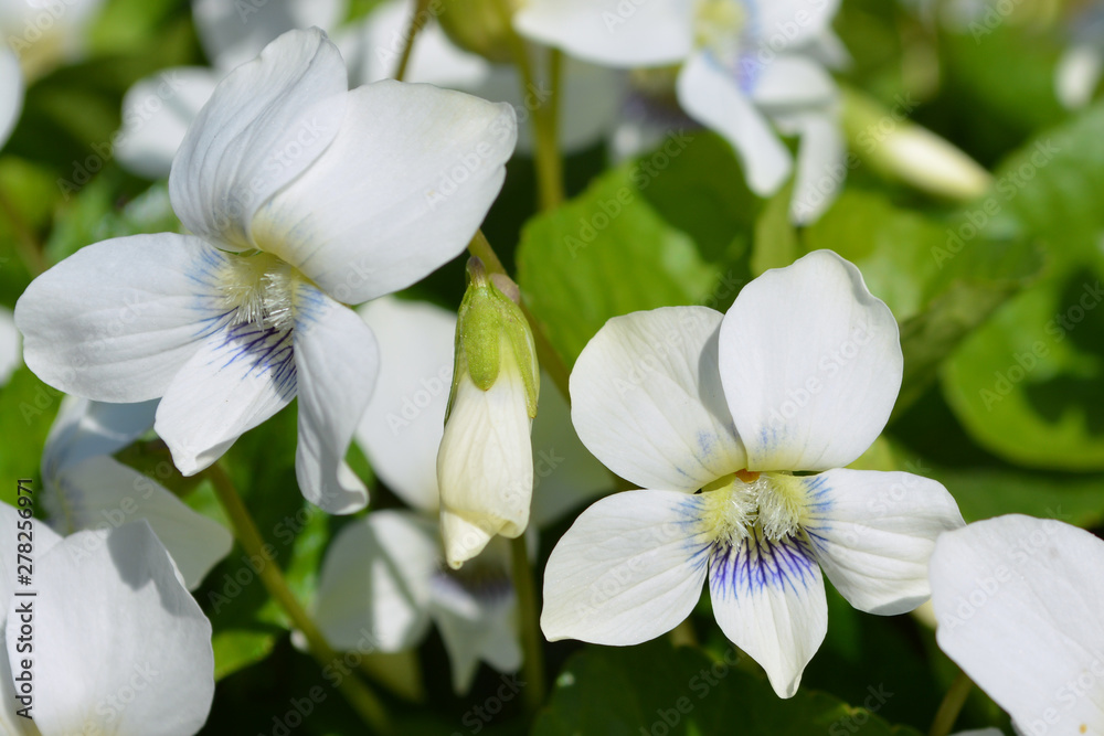 White flowers with blue streaks on background of green leaves. White flowers with blue streaks on background of green leaves.
