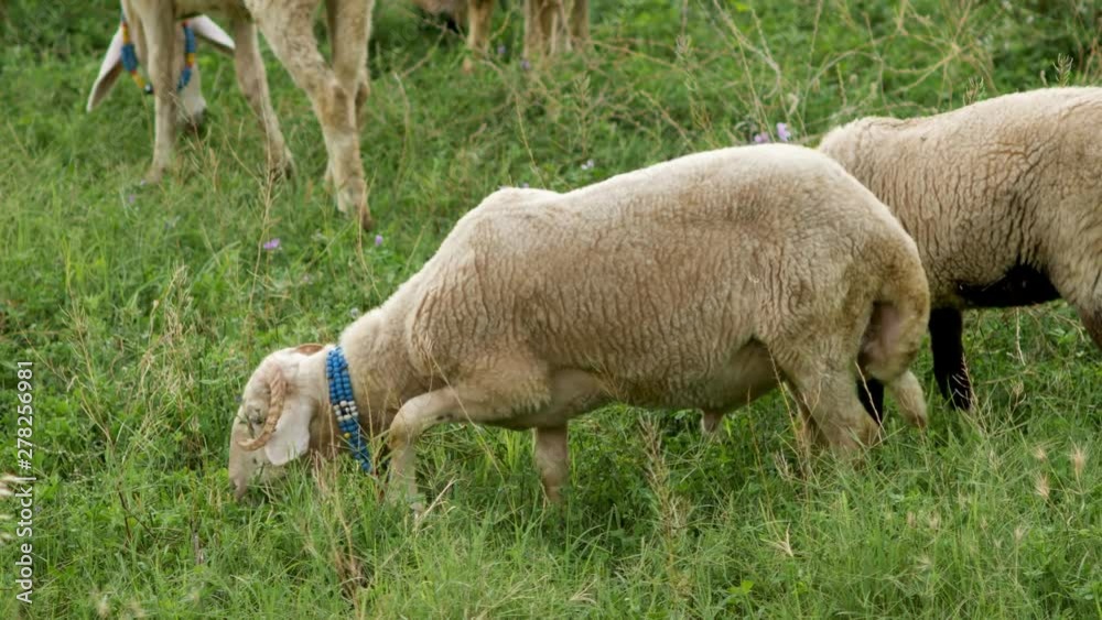 sheep grazing on a green field in summer sheep grazing on a green field in summer