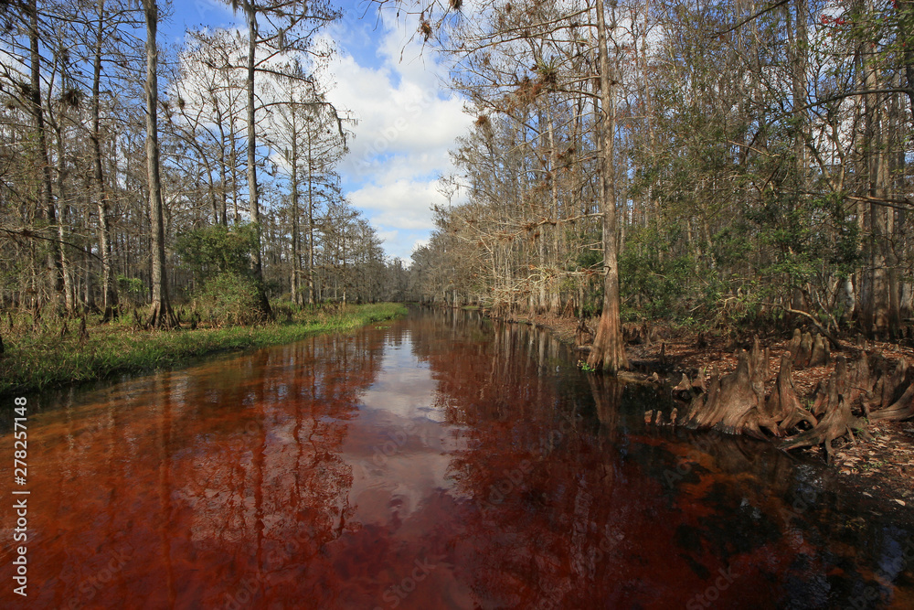 Fisheating Creek, Florida, on a calm and sunny winter afternoon. Fisheating Creek, Florida, on a calm and sunny winter afternoon.