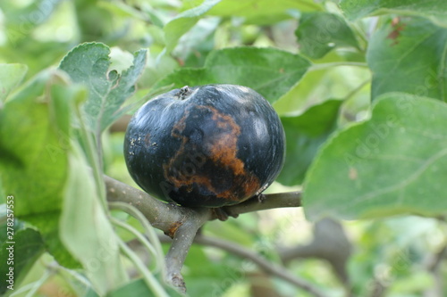 Apple fruit Infected by the Apple  Monilia fructigena photo