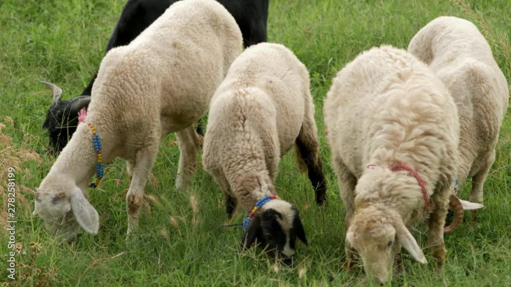 sheep grazing on a green field in summer sheep grazing on a green field in summer