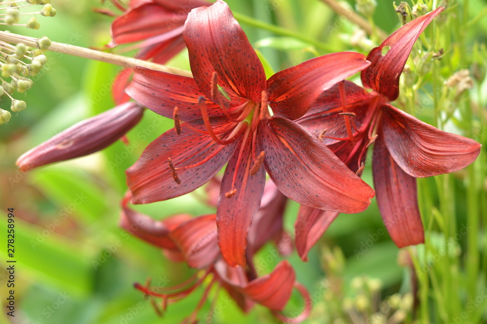 Bright red Asiatic Lily blooming in the summer Bright red Asiatic Lily blooming in the summer