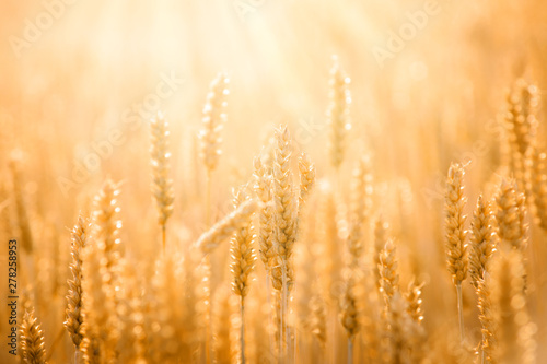 Golden ripe wheat plants are covered with soft and warm evening sunlight