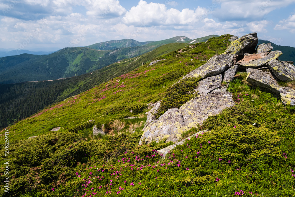 Pink rose rhododendron flowers on summer mountain slope