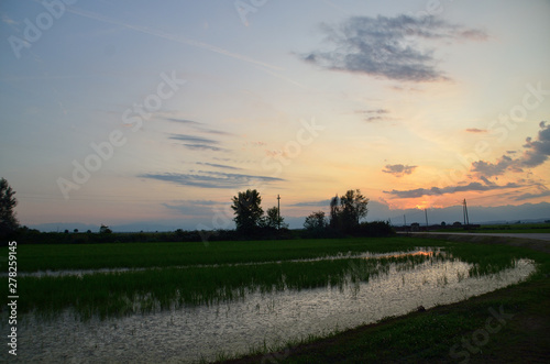 sunset over rice fields