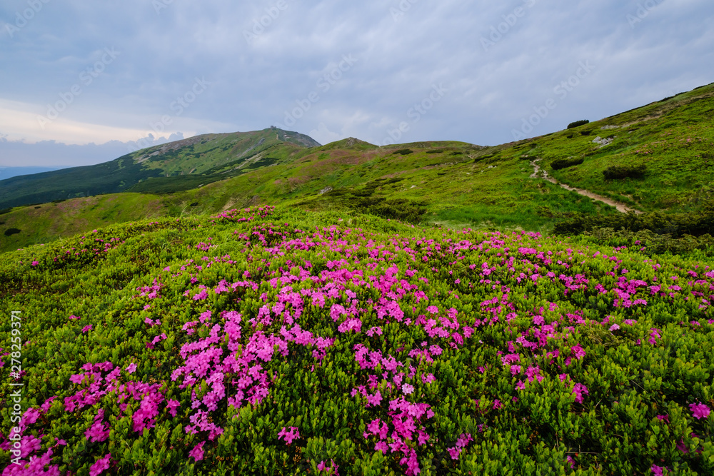 Pink rose rhododendron flowers on summer mountain slope