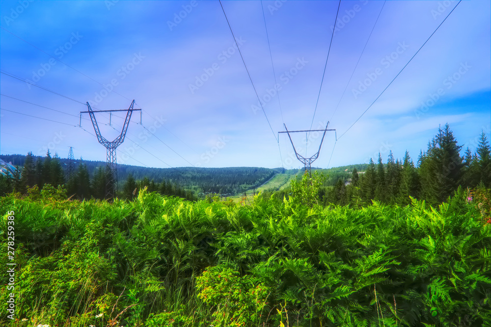 Summer meadow landscape with green grass and wild flowers on the background of a coniferous forest. Summer meadow landscape with green grass and wild flowers on the background of a coniferous forest.
