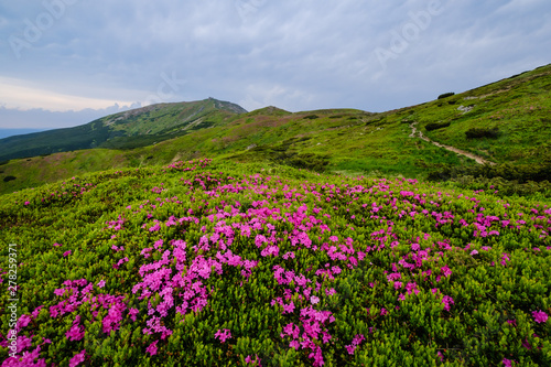 Pink rose rhododendron flowers on summer mountain slope © wildman