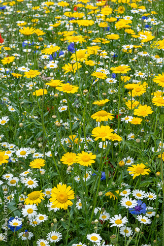 Wildflower meadow multiple flowers 