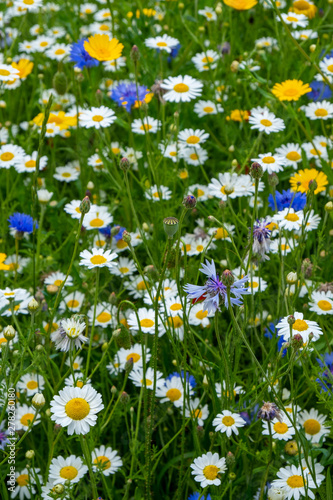 Wildflowers in a meadow england uk 