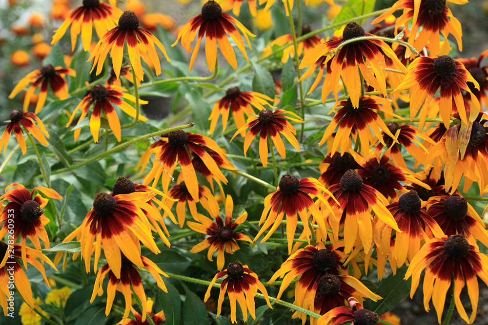 colorful flowers in summer garden colorful flowers in summer garden