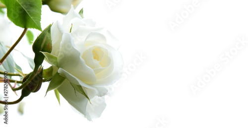 Weiße Rosen vor hellen Hintergrund - Freisteller - Hintergrund - Textfreiraum photo