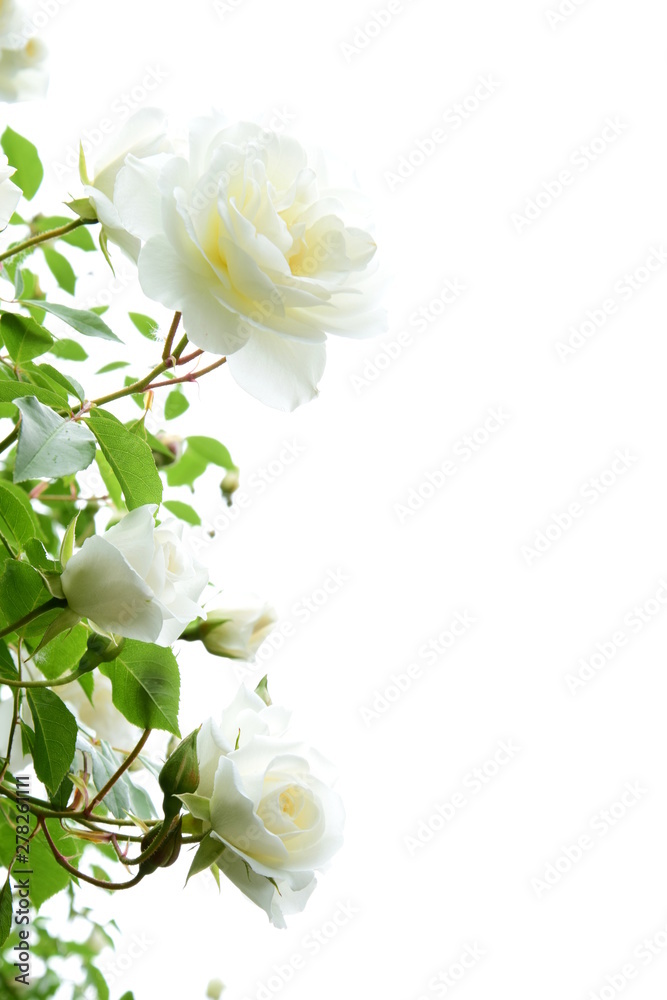 Weiße Rosen vor hellen Hintergrund - Freisteller - Hintergrund -  Textfreiraum Stock Photo | Adobe Stock