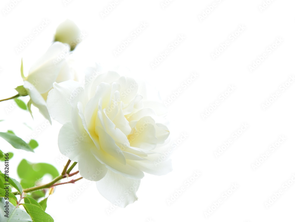 Obraz premium Weiße Rosen vor hellen Hintergrund - isoliet - freigestellt