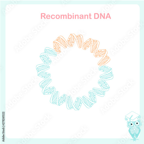 Bacterial plasmid recombinant DNA cloning scheme design element stock vector illustration for web, for print, for education