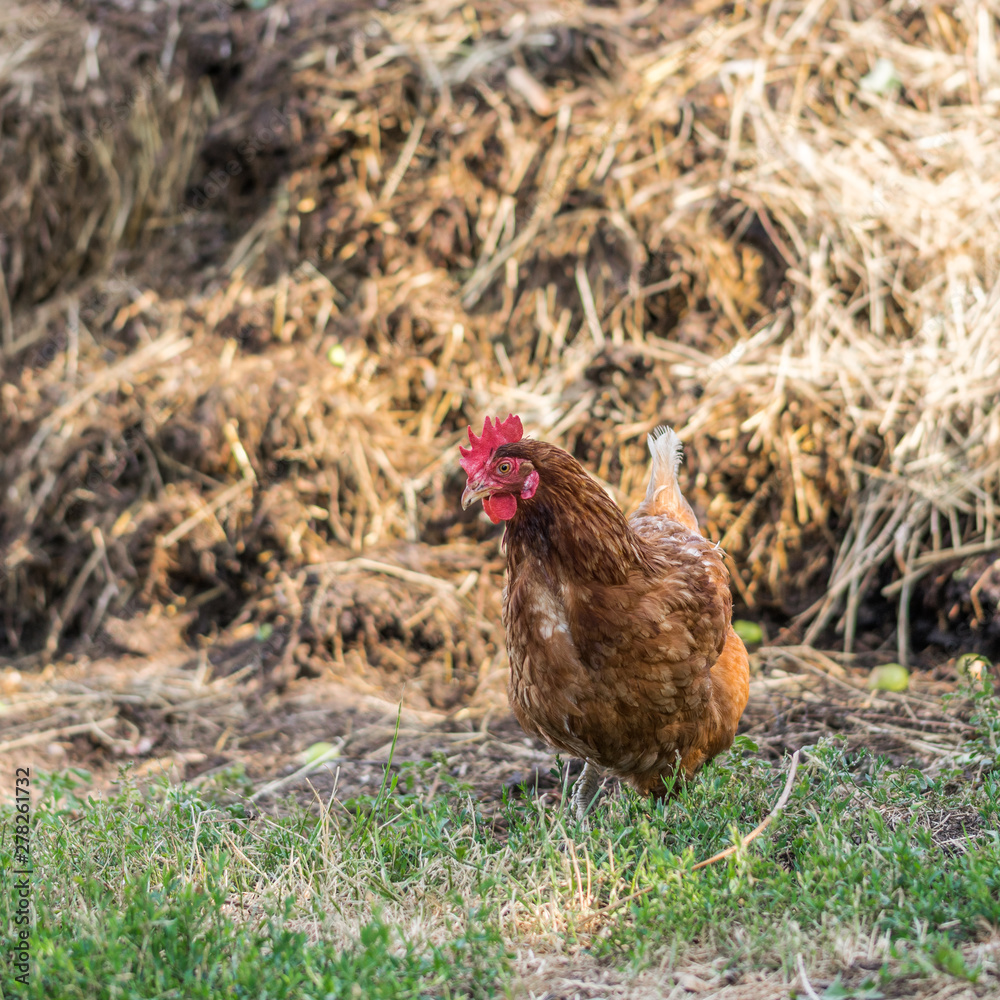 Domestic brown chicken walking in the backyard and eating food. Domestic brown chicken walking in the backyard and eating food.