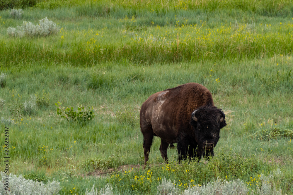 Bison in the Rugged Landscapes of Theodore Roosevelt National Park 