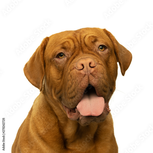 Portrait of the head of an adult Dogue de Bordeaux dog, female isolated on a white background