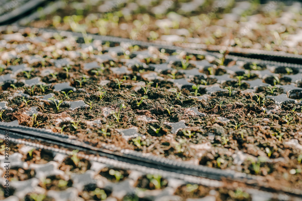 Fototapeta premium Close up of Flower and Vegetable Seedings in Greenhouse