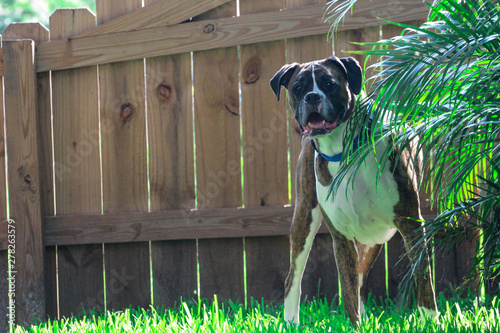 Boxer Dog in the backyard