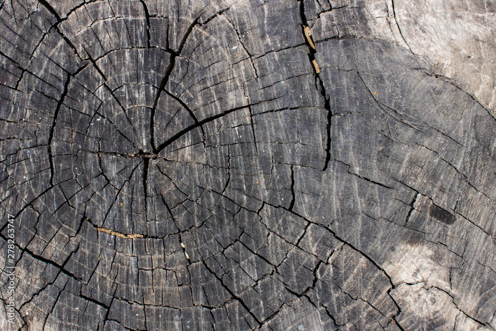 Fototapeta premium cut of the trunk of an old dry tree