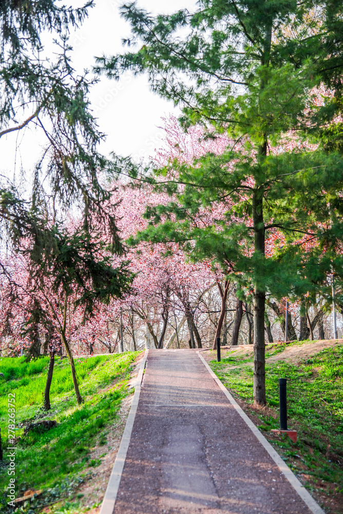 Fototapeta premium landscape in Timisoara at the springtime