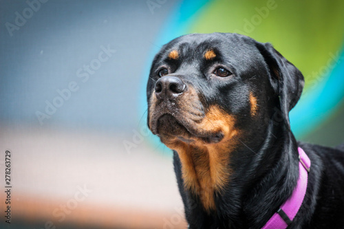 rottweiler / portrait of a dog  © LifeGemz