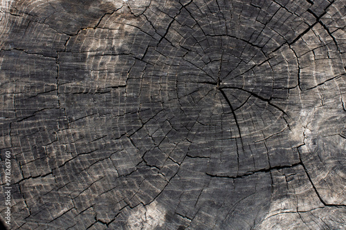 cut of the trunk of an old dry tree