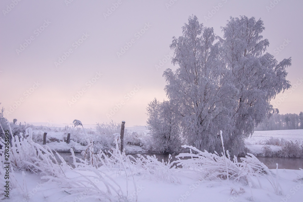Fototapeta premium Scenic winter. Snowy winter. Christmas background. Beautiful winter scene. Hoarfrost on plants and trees. Frosty winter morning