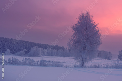 Winter sunrise. Beautiful colorful morning winter landscape. Snowy trees at dawn. Beautiful frosty nature