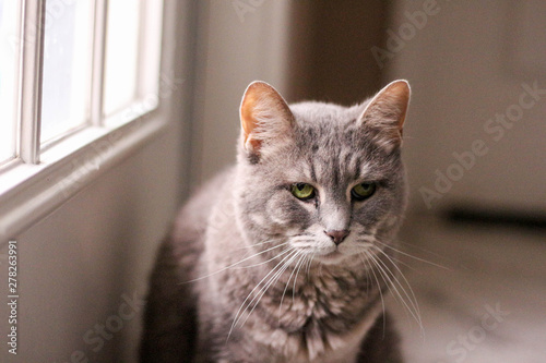 Wallpaper Mural cat with green eyes Torontodigital.ca