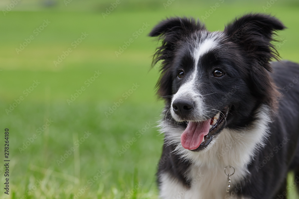 Young black and white border collie dog portrait on green grass background