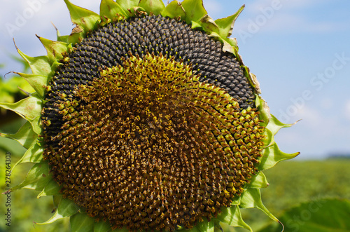 ripe sunflower head close up 