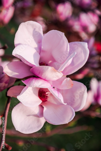 Flowers at the springtime