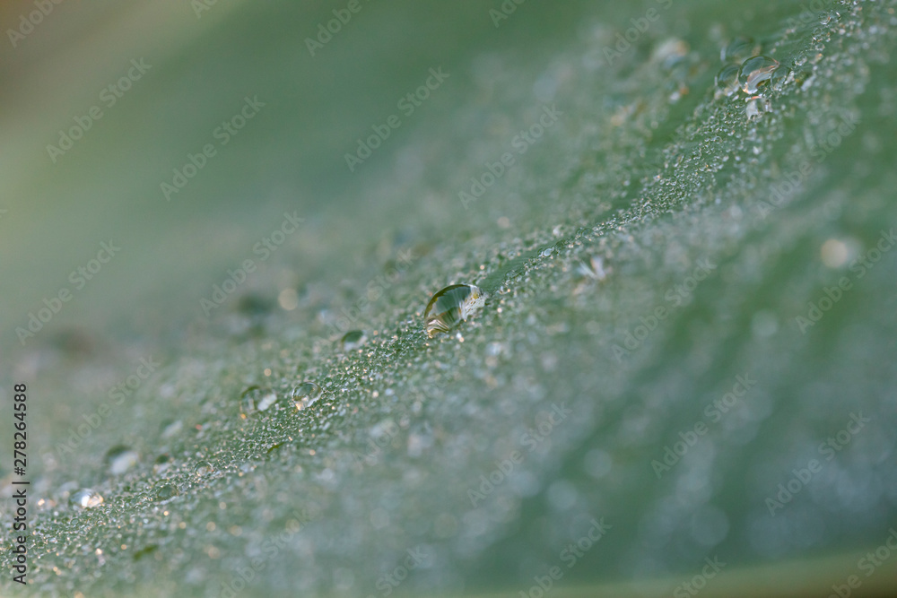 Water drops on a green leaf in a garden Water drops on a green leaf in a garden