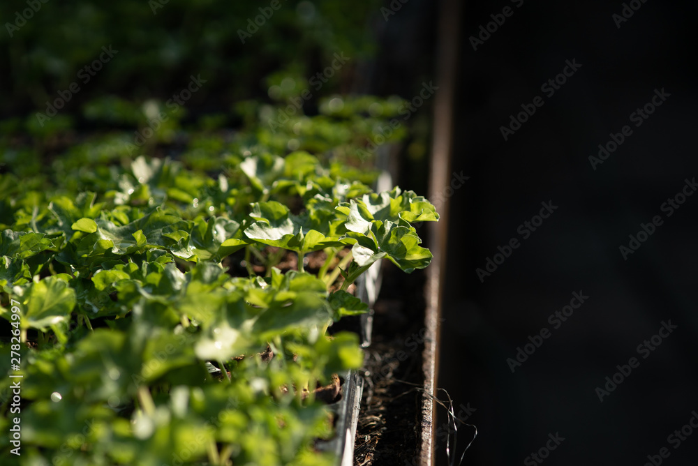 Close up of Flower and Vegetable Seedings in Greenhouse Close up of Flower and Vegetable Seedings in Greenhouse