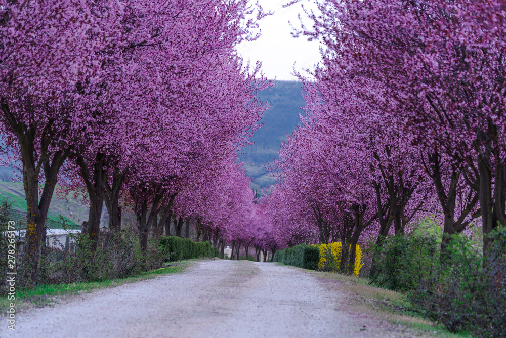 Obraz premium Wild cherry flowers tyrees