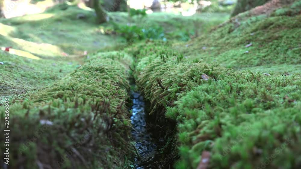 Creek in the moss garden of Saiho-ji temple. Kyoto, Kansai, Japan. Creek in the moss garden of Saiho-ji temple. Kyoto, Kansai, Japan.