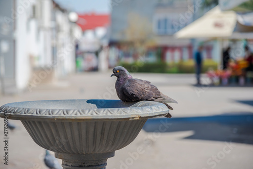 Pigeons on the city photo