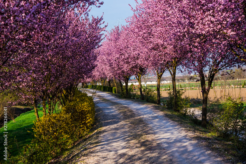 Naklejka premium Spring flowers trees