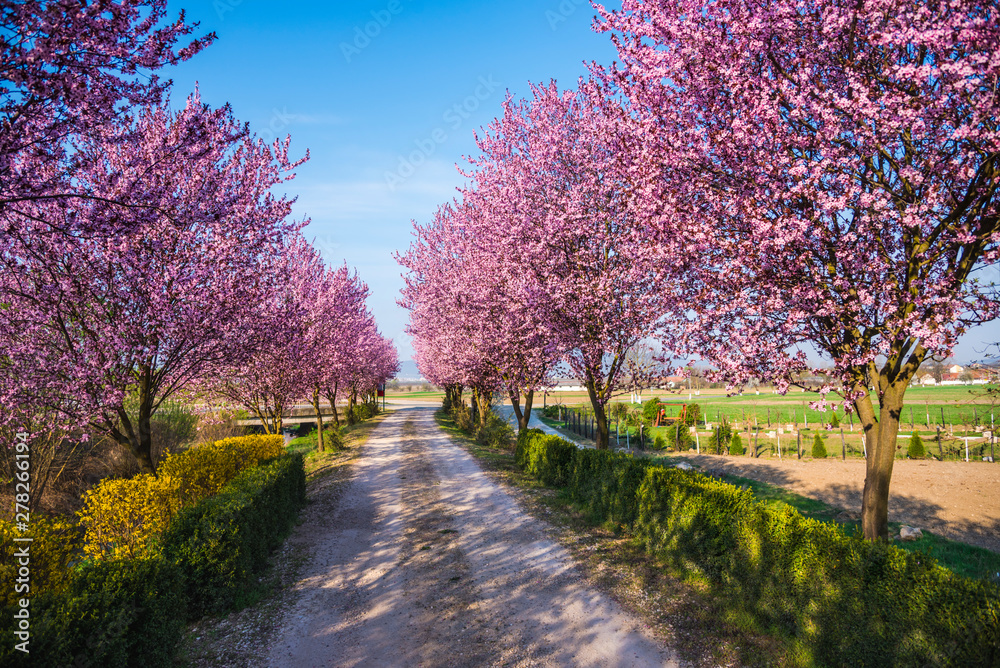 Spring flowers trees