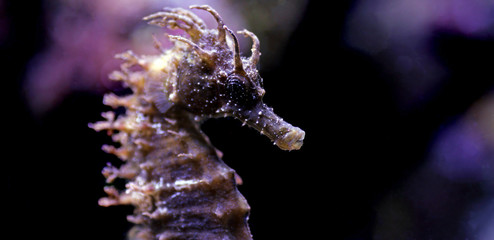 Profile of Mediterranean Seahorse in Saltwater aquarium tank - Hippocampus guttulatus