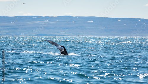 Fotografía huge humpback whale (Megaptera novaeangliae) seen from the boat near capital of whales Husavik, Iceland, Europe