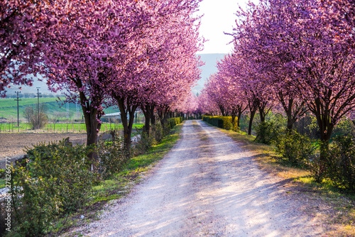 Spring flowers trees