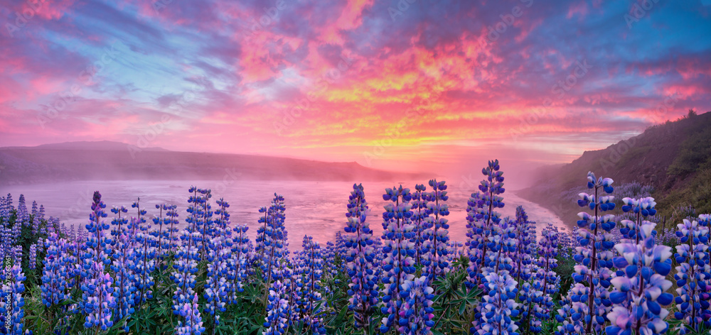 Typical Icelandic landscape with field of blooming lupine flowers. Beautiful sunset with cloudy sky. - obrazy, fototapety, plakaty 