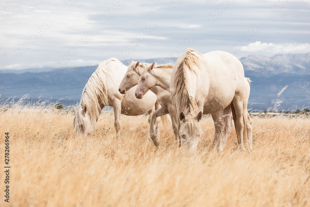 family of white horses eating in the grass in the middle of nature family of white horses eating in the grass in the middle of nature