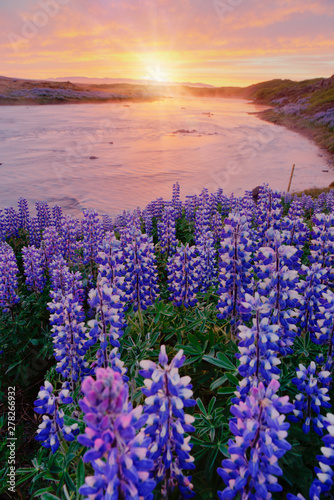 Typical Icelandic landscape with field of blooming lupine flowers. Beautiful sunset with cloudy sky.