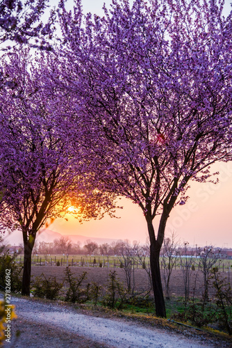 Spring flowers trees