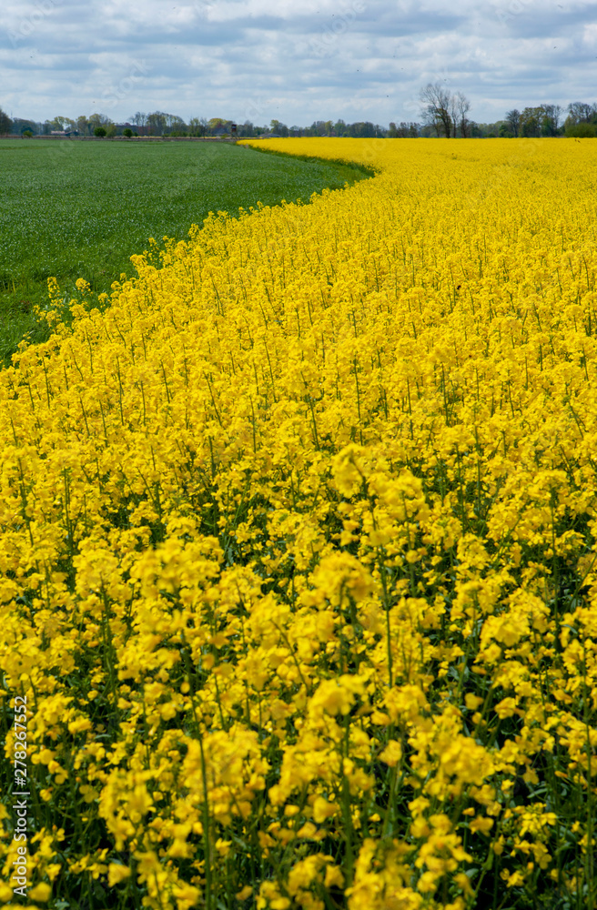 Field of flowering rapeseed. Cuxhaven Germany. East Frisia Germany. Ost friesland 