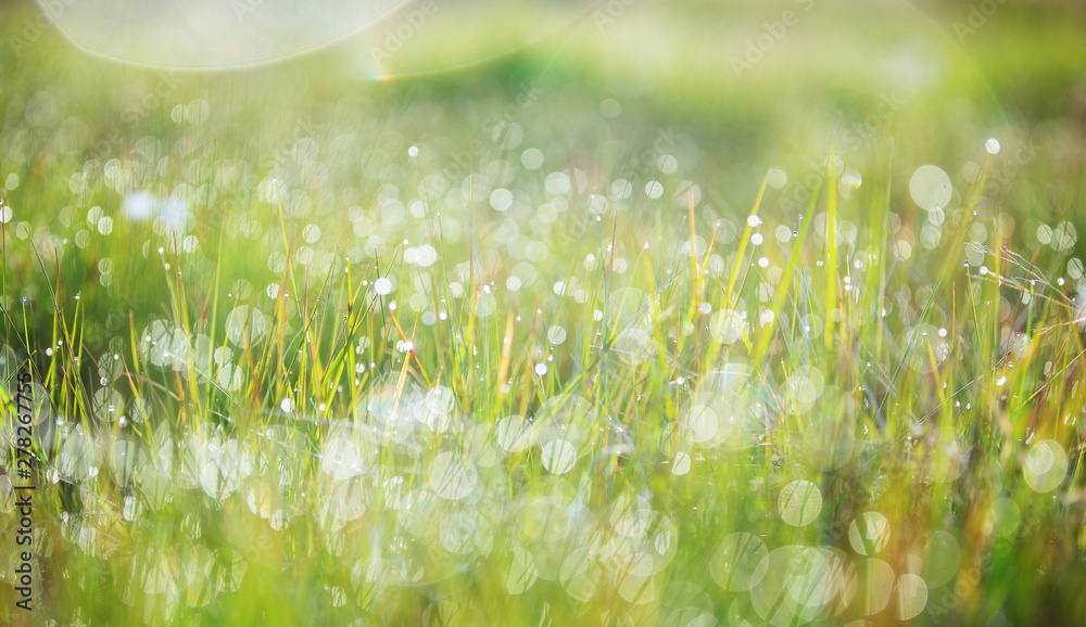 Close-up view of dew on the fresh green grass in the morning, macro shot. - obrazy, fototapety, plakaty 